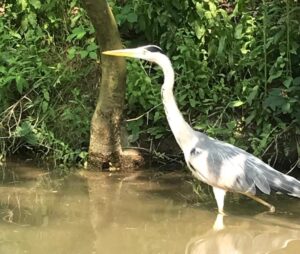Heron