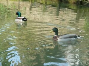 canards